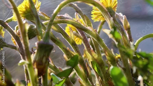 First spring wildflowers mother and stepmother in the rain on a Sunny day. Drops of water fall on the plants. Beautiful natural background