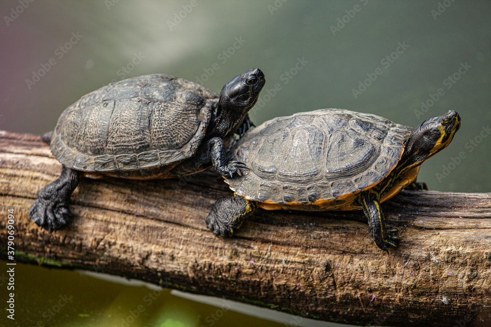 Two turtles are sitting on an old tree branch. Two turtles are sitting on an old tree branch.