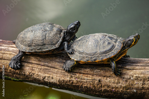 Obraz na plátně Two turtles are sitting on an old tree branch.