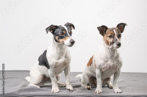 Two Jack Russell Terriers, one tan black and tan white posing in a studio, in full length, copy space © Dasya - Dasya