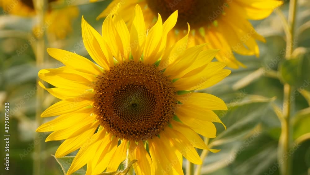 Close up of sunflower against a field Close up of sunflower against a field
