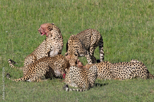 Cheetah (Acinonyx jubatus), five males finishing off a small Topi prey, Maasai Mara, Kenya.