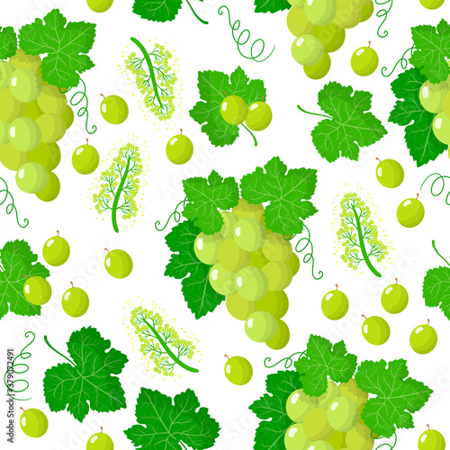 Vector cartoon seamless pattern with Vitis vinifera or White grape exotic fruits, flowers and leafs on white background