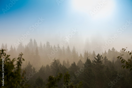 mystic morning in the autumn forest. beautiful landscape