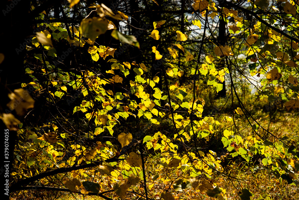 September forest September forest