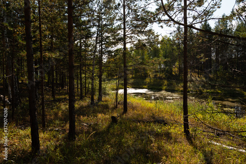 September forest