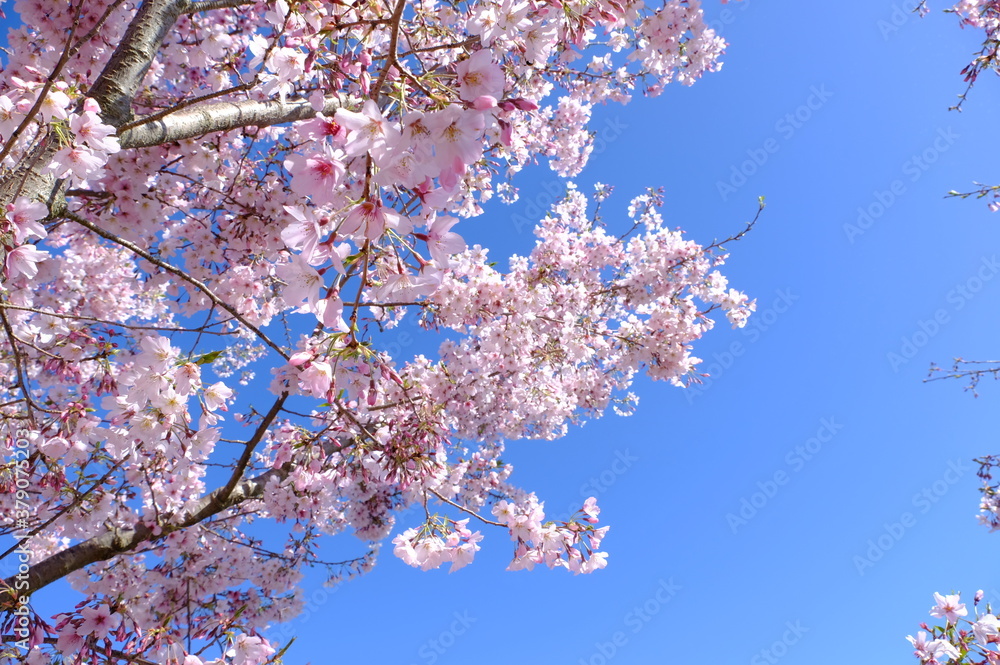 cherry blossom of Japan in spring
