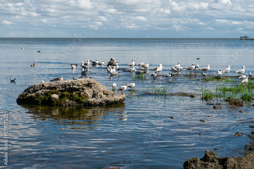 Fototapeta Naklejka Na Ścianę i Meble -  Flock of sea birds seagulls having a rest on a sunny Baltic coast. Calm day with a soft clouds 