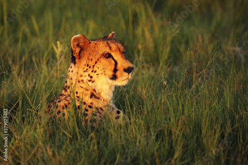 The cheetah (Acinonyx jubatus) female portrait lying at sunset. Portrait of a cheetah in green grass and the setting sun in orange light.Portrait of a big cat with orange eyes.