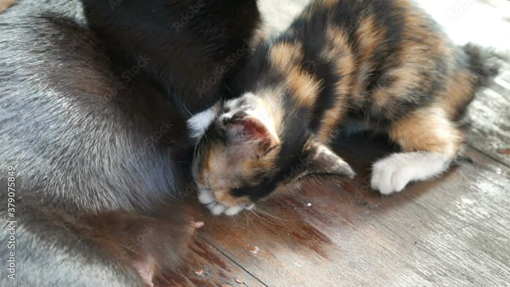 mom cat feeding kitten cat mom cat feeding kitten cat
