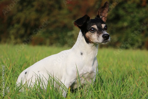 beautiful old jack russell terrier is sitting in the green garden