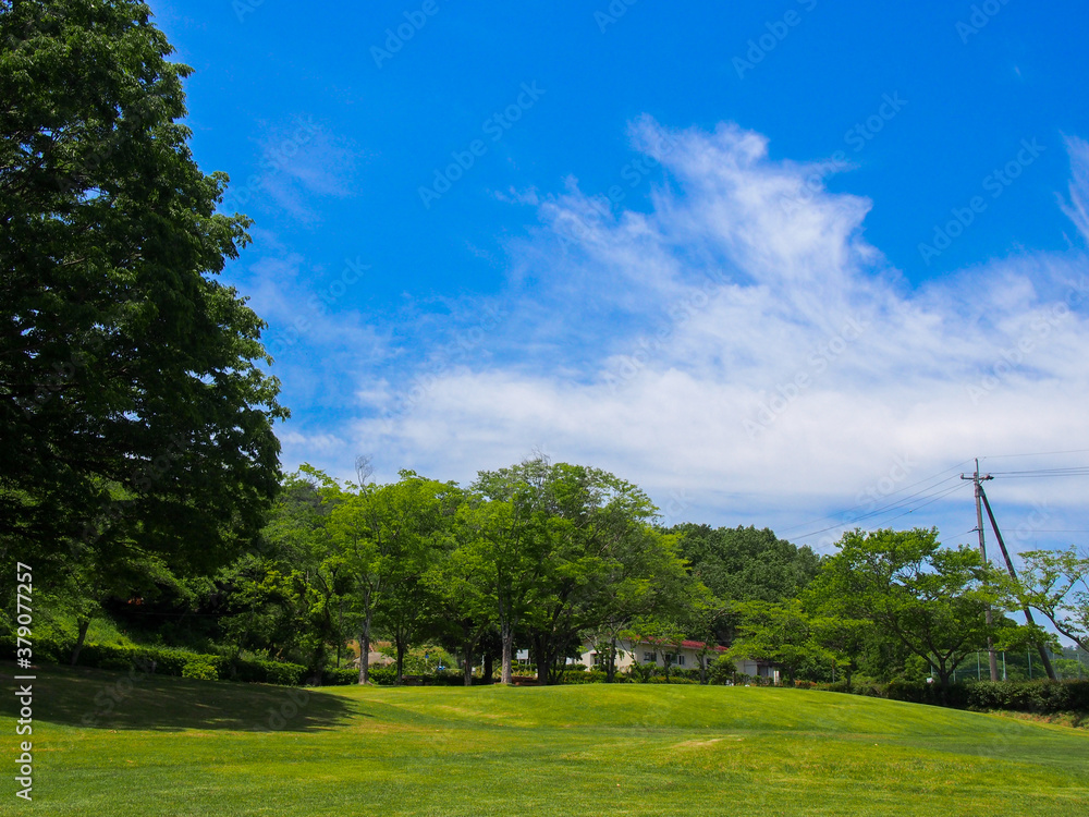 Fototapeta premium とてもきれいな岐阜の公園の青空と木々・芝生