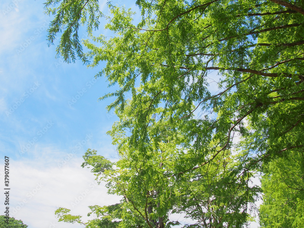 Fototapeta premium とてもきれいな岐阜の公園の青空と木々・芝生