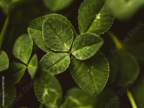 Close up of green clovers