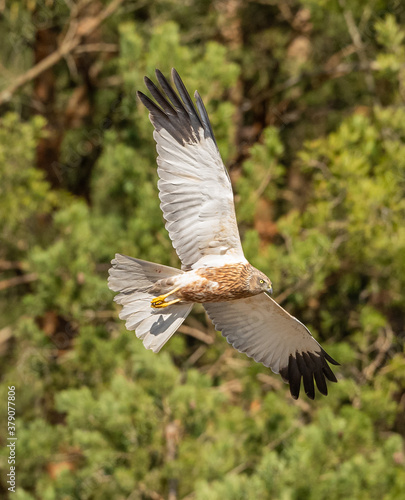 western marsh harrier (Circus aeruginosus) bird of prey in flight, trees background © Petr