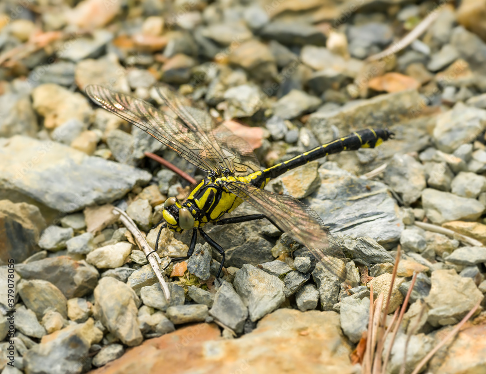 common clubtail (Gomphus vulgatissimus) dragonfly on gravel ground common clubtail (Gomphus vulgatissimus) dragonfly on gravel ground