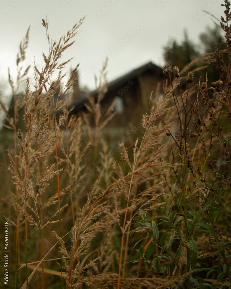 Fototapeta premium reeds in the fog