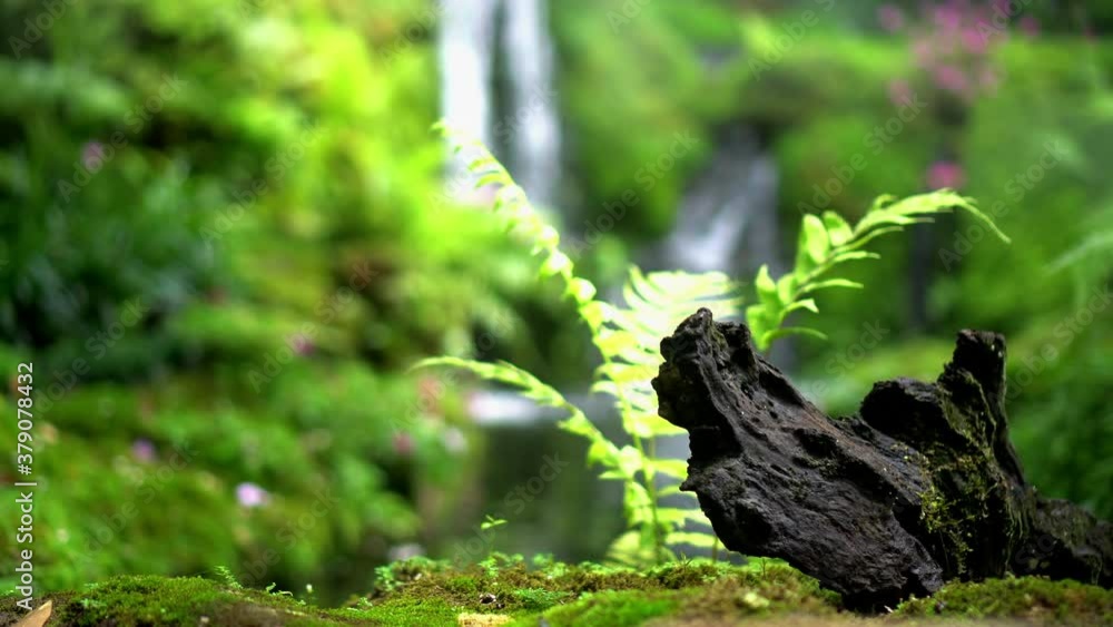Lush nature tropical rainforest fern and moss near waterfall green background Lush nature tropical rainforest fern and moss near waterfall green background