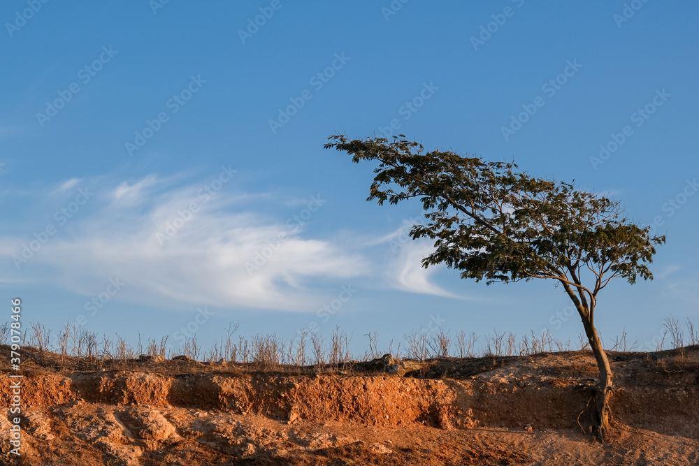 Fototapeta premium Lonely tree on a dry field against blue sky