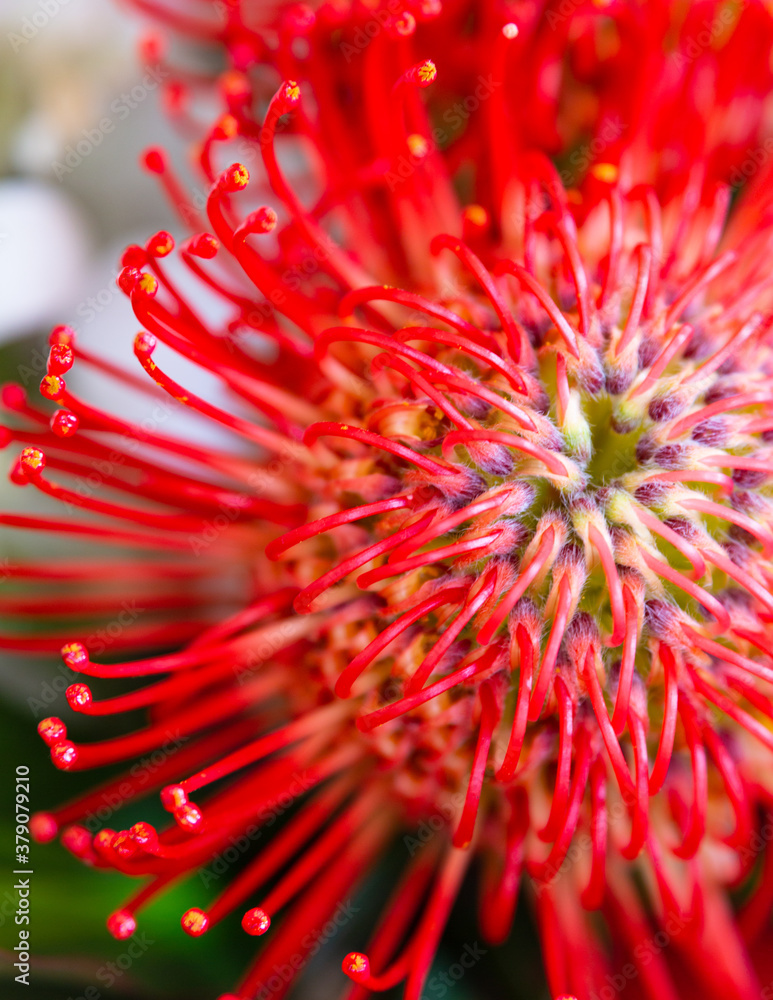 Banksia Coccinea, Australian Wildflower Banksia Coccinea, Australian Wildflower