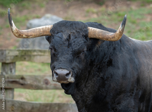 portrait of a bull in the field