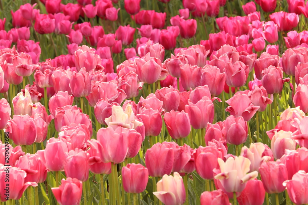 チューリップの花畑 チューリップの花畑