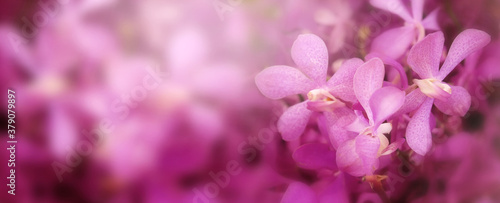 Beautiful of blooming pink orchid in spring banner background. © nunawwoofy