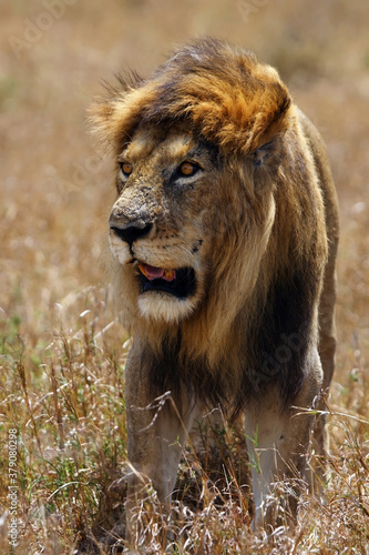 The Masai lion or East African lion  Panthera leo nubica syn. Panthera leo massaica   portrait of an adult male.Portrait of a large elderly dominant lion with a dark mane in dry yellow grass.