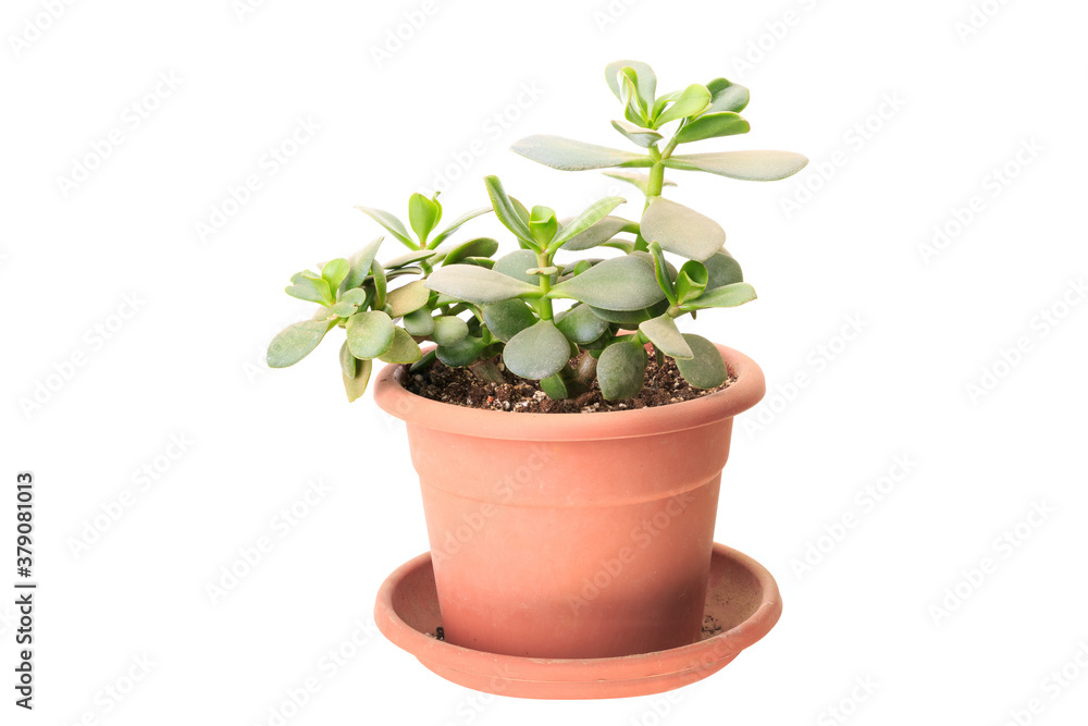 Small Crassula (money tree) Small Crassula (money tree)