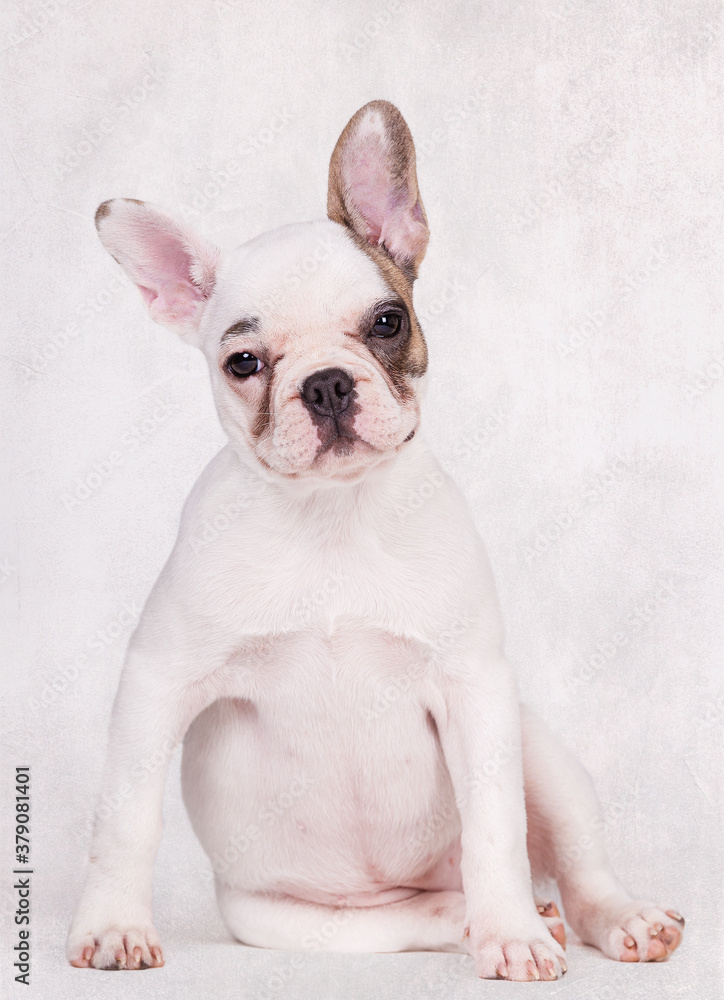 Obraz premium Französische Bulldogge