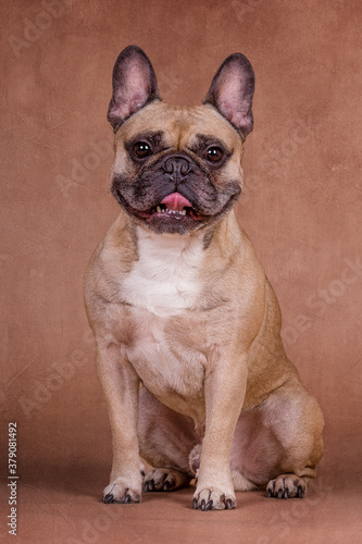 Französische Bulldogge © Steffen Wrensch
