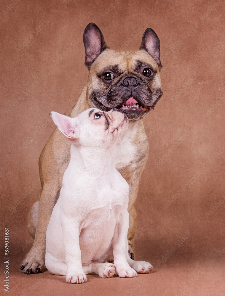 Französische Bulldogge Französische Bulldogge