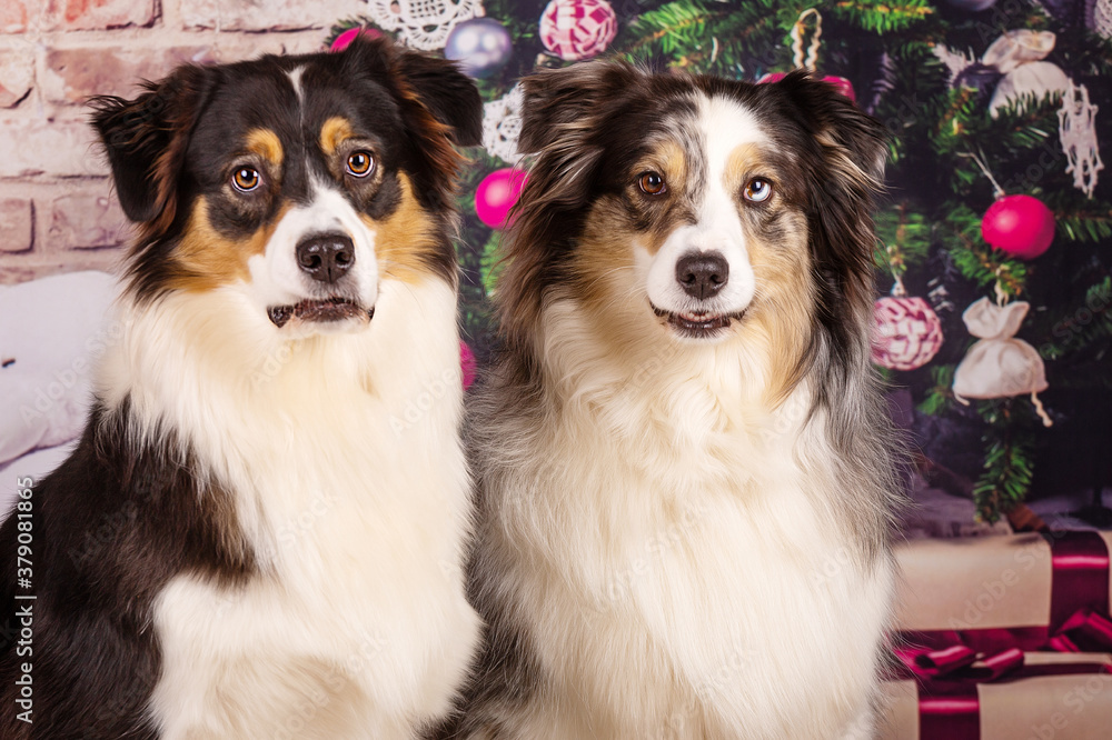 Border Collie Weihnachten Border Collie Weihnachten