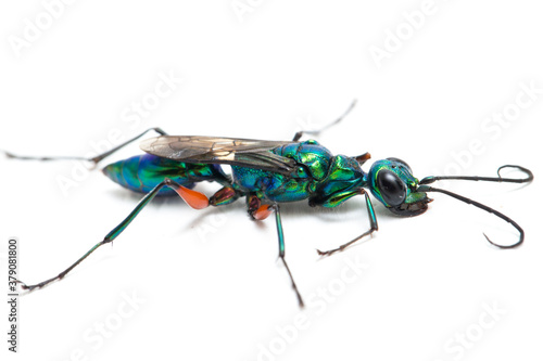 emerald cockroach wasp isolated on white background photo