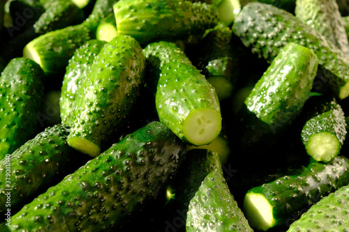 natural homemade food from the garden  fresh green cucumbers  gherkins background hard light