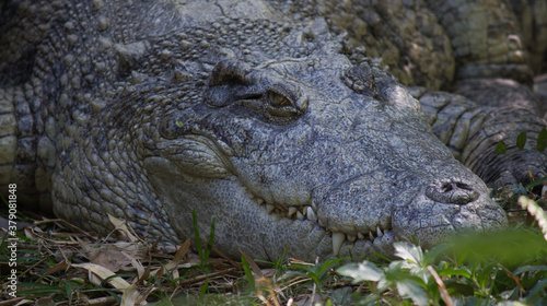 Large freshwater crocodile on land