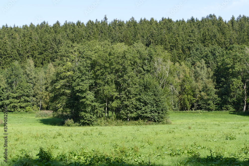 Waldrand Bäume Wiese Schatten Natur Bäume Waldrand Bäume Wiese Schatten Natur Bäume
