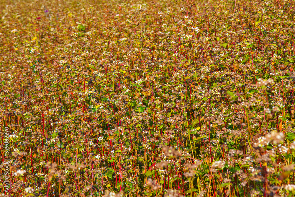Buckwheat field - ready for harvesting