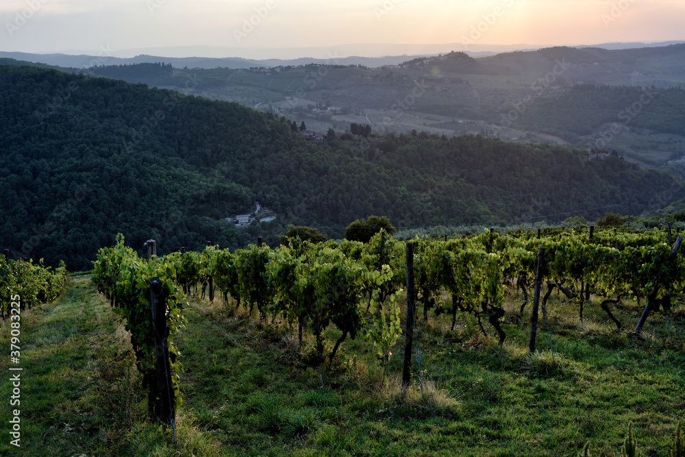 Wineries in Tuscany, the taste of the earth 
