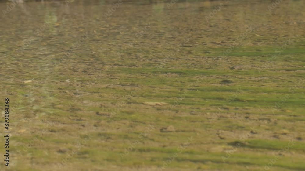 Movement of the camera over a thin layer of water in the river under which there are green algae. Soft focus Movement of the camera over a thin layer of water in the river under which there are green algae. Soft focus