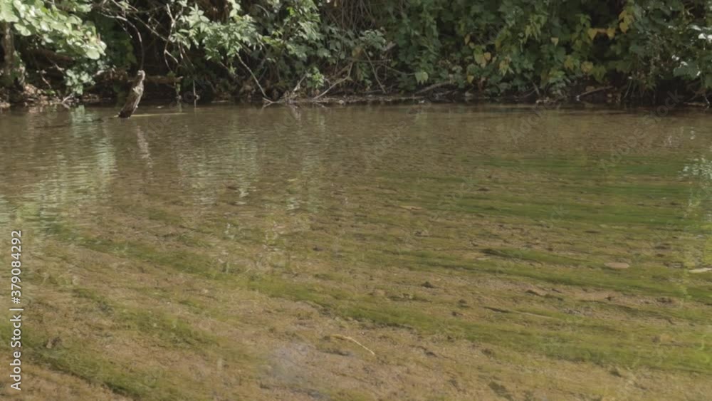 Movement of the camera over a thin layer of water in the river under which there are green algae. Soft focus