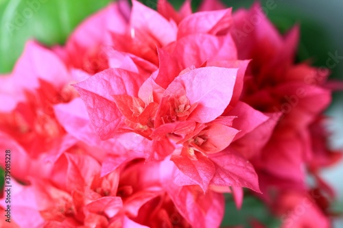 Pink flowers of Bougainvillea close up