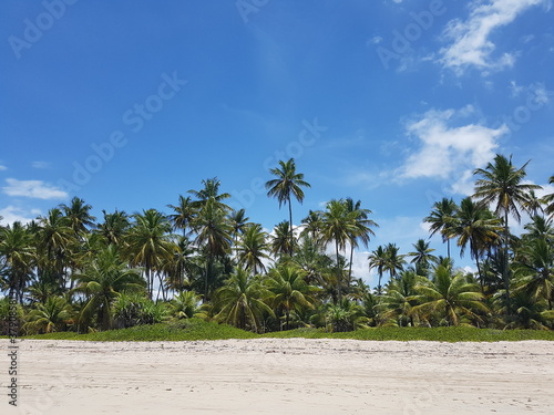 palm trees on the beach © Yuval