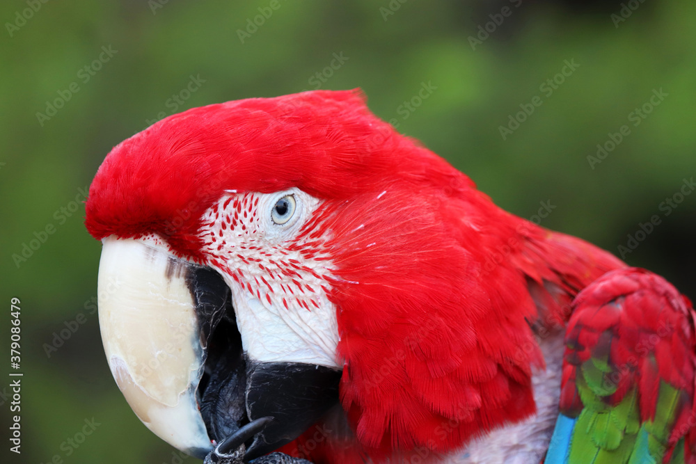 Portrait of red macaw parrot on a green blurry background Portrait of red macaw parrot on a green blurry background