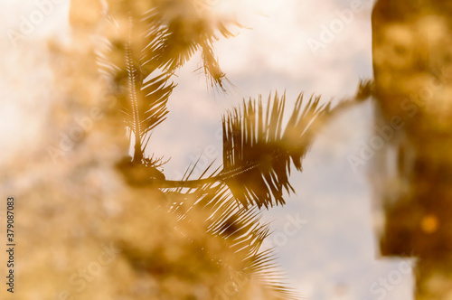 Reflection of Coconut Palm Leaf on Rain water surface with bright sky reflection on it. Photography during Rain fall on the ground in rains season. Abstract Nature Background.