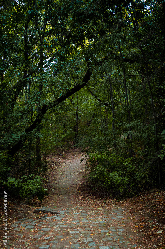 Obraz premium path in the woods