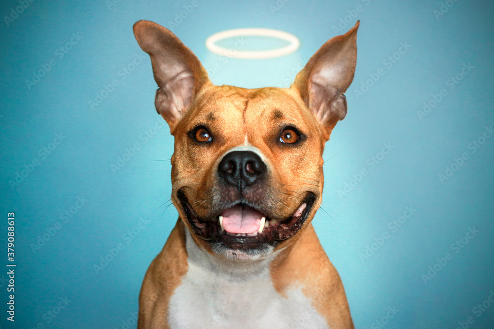 dog angel halo costume