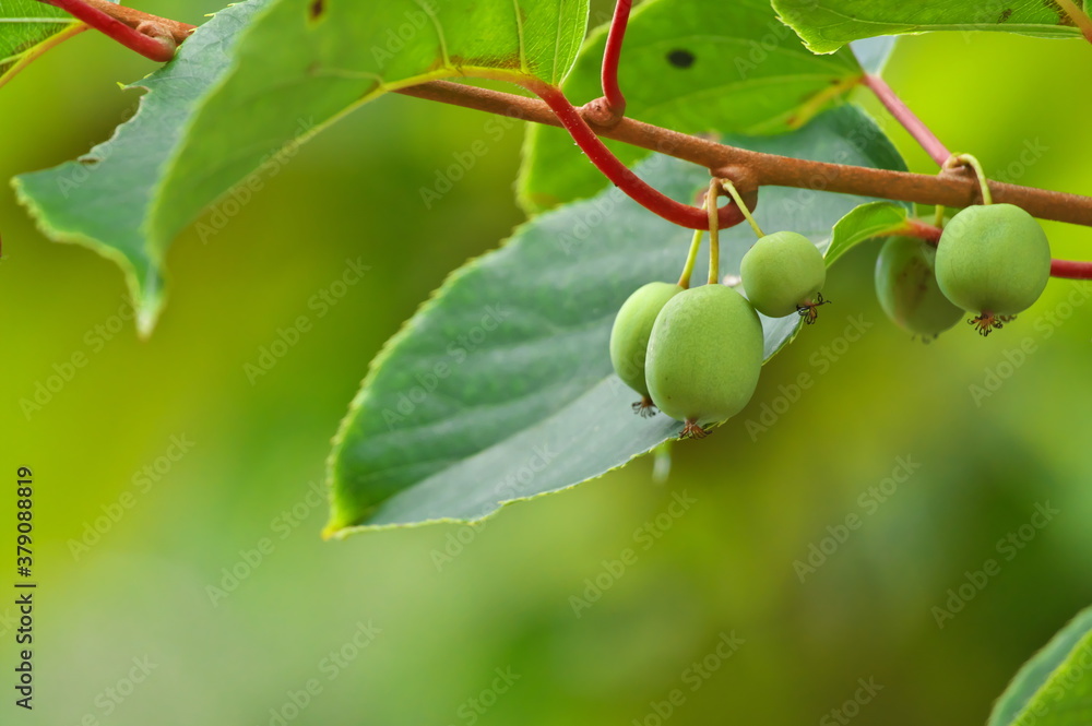野生のサルナシの実 Stock Photo | Adobe Stock