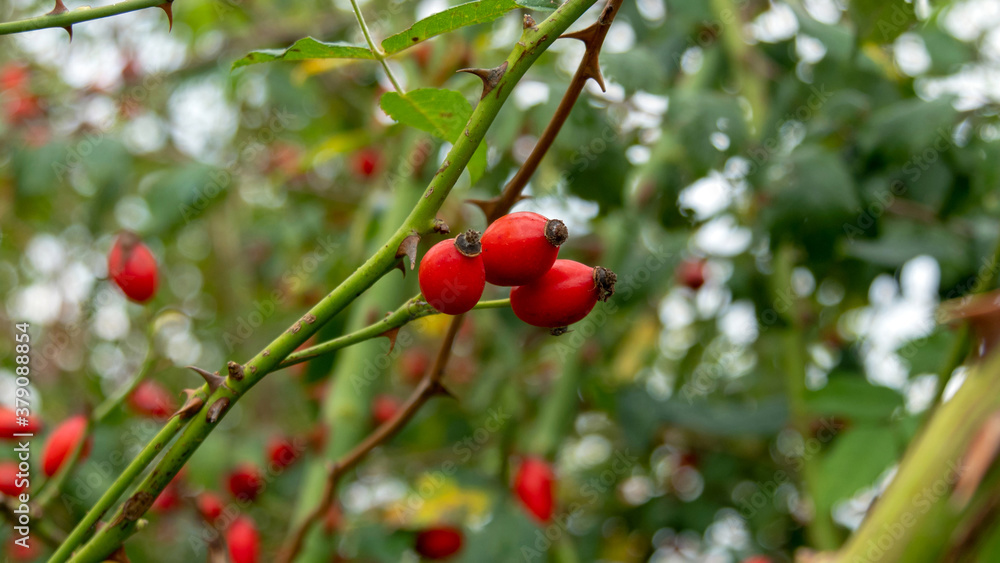 Close up of three rose hips on the branch