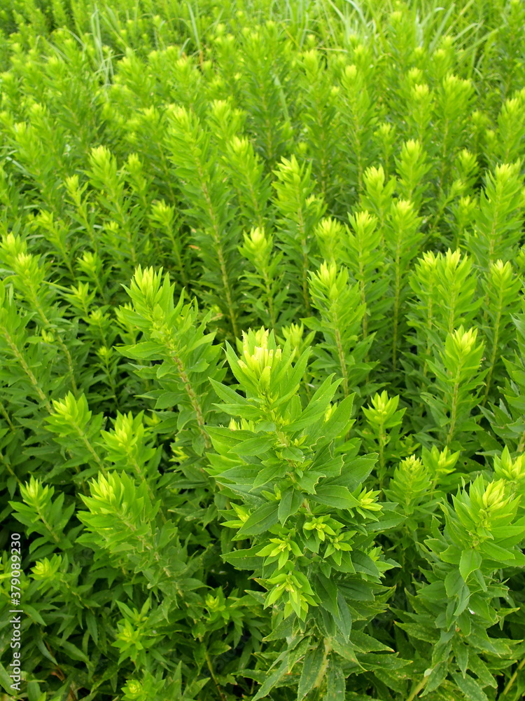 江戸川土手に茂る背高泡立ち草 江戸川土手に茂る背高泡立ち草